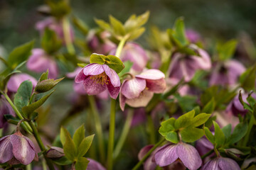 blooming pink helleborus in the park, spring day