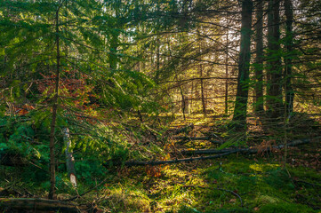 A winter 3 shot HDR image of Faskally wood with dappled light near Pitlochry in Perth and Kinross, Scotland. 