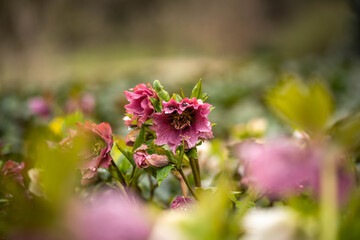 fabulous bloom of helleborus in the park, selective focus