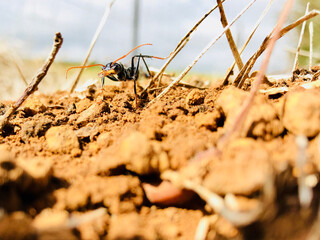 ants on the beach