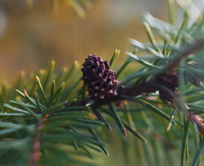 Close-up of the bump