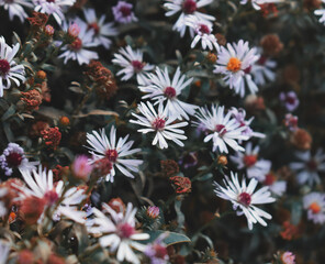flower background