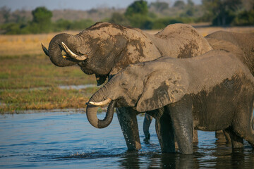 Elephants on the banks of Chobe River in Chobe National Park of Botswana, Southern Africa.