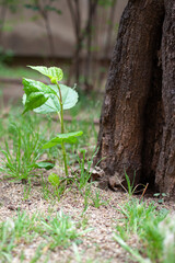Spring. Revival of nature. A new sprout near an old tree.