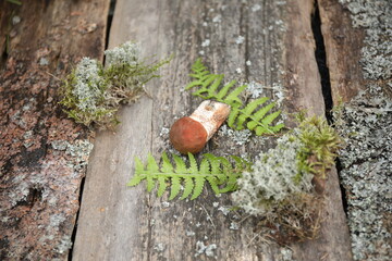 aspen mushrooms young on a wooden background