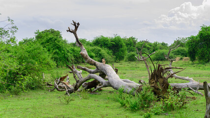 Large Fallen tree on the green grassy ground in Hambanthota Lunugamvehera National Park.