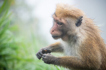 Toque macaque shivering and eating fruits at the same time in cold misty conditions in Lipton seat. Wet brown fur covered the mammal in rain. Storing fruits inside the neck area.