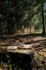 souche d'arbre au sol en forêt