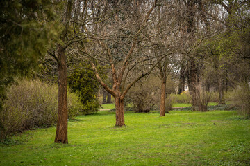 beautiful alley of trees in the park