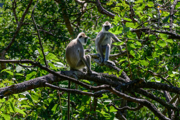 Tufted Gray Langur monkey couple on a tree branch, are near-threatened species in Sri Lanka. has a black face and a long tail.