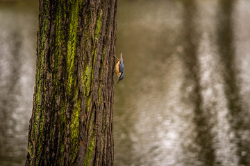 nuthatch runs along a tree trunk in search of food