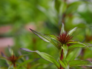 ビジョナデシコの蕾