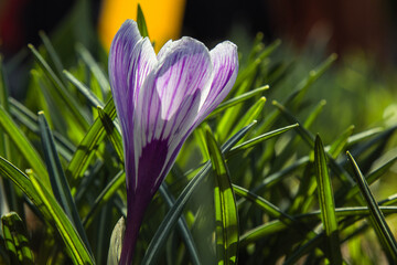 blossoming flower buds in a spring garden close-up. Multicolored plants planted in the open field