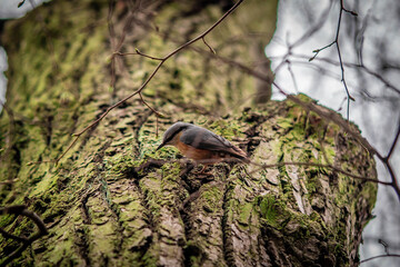nuthatch runs along a tree trunk in search of food