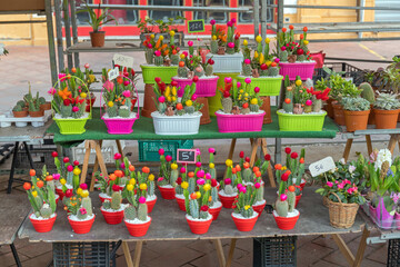 Fototapeta na wymiar Market Stall Cactus