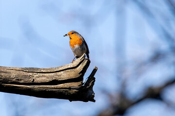 Close up photo of European robin (Erithacus rubecula)