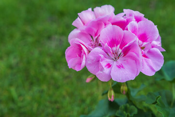 Geranium