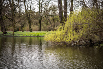 beautiful nature, willow spread over the pond