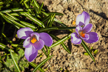 blossoming flower buds in a spring garden close-up. Multicolored plants planted in the open field