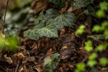 beautiful ivy grows among the park, spring