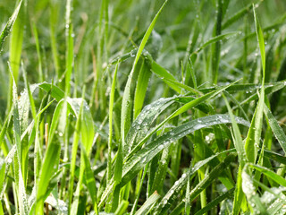 Green spring grass with dew drops. Green background.