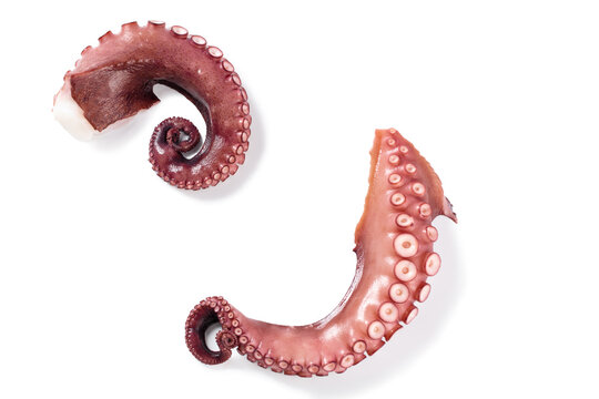 Octopus legs in different positions isolated on white
 Curved long limbs of marine animals