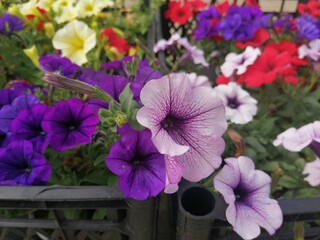 fragrant and colorful spring flowers