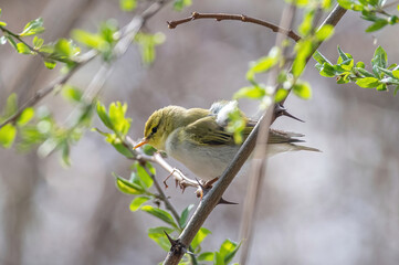 Wood Warbler ( Phylloscopus sibilatrix) is perching on the branch.
