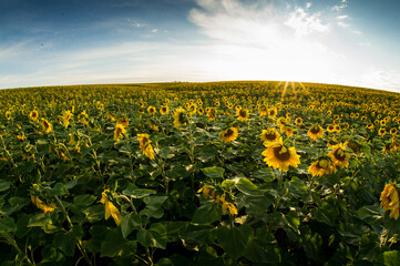 sunflower