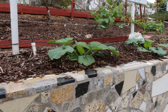 Squash Plants Starting Out In Spring In A Backyard Garden