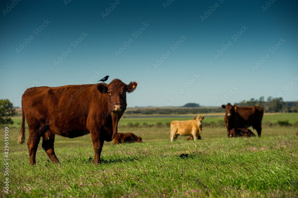 Wall mural cow