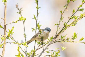 Wild lesser whitethroat or Sylvia curruca perching on a branch of a tree