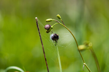 spider on a flower
