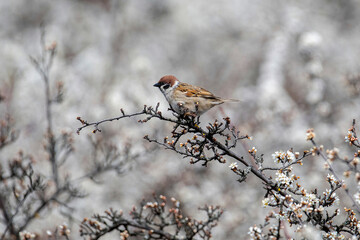 Eurasian tree sparrow (Passer Montanus) sitting sideways on a branch