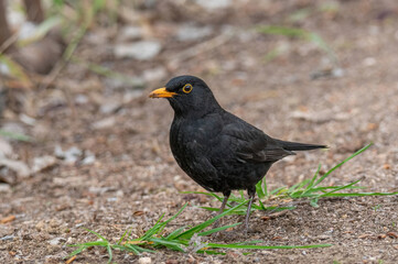 Common Blackbird also known as Turdus merula.