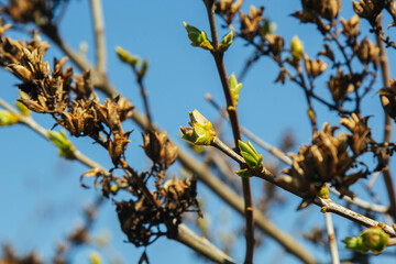 unblown buds on trees. Bare young tree branches in spring in the garden close-up on a blurred background