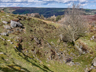 A Rowan tree grows at an unusual angle from a rocky outcrop in an abandoned old stone quarry