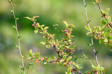 Young fruits of Nanking cherry fruits, on the branch