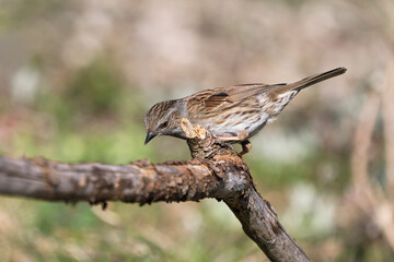 Side view of a dunnock bird sitting on a dry branch looking down with blurred background