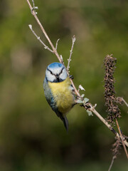 Cute eurasian blue tit bird sitting on a vertical twig looking directly at the viewer with blurred green background