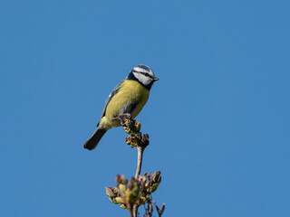 Cute eurasian blue tit bird sitting at the tip of a vertical lilac twig with buds under a clear...