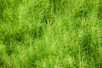 Common Horsetail growing all over the place