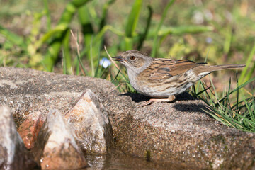 Dunnock bird sitting at the edge of water with half open beak after drinking with blurred vegetation in the background