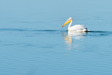 A Great White Pelican swimming on a blue lake at the False Bay Nature Reserve in Cape Town, South Africa.