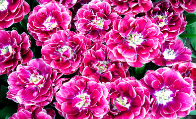 rosa Tulpenmeer