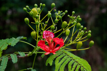 Flame tree  flowers are blooming in April 