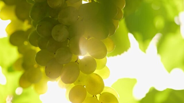 Ripe bunch of white grapes at sunset with sun flares. Ripe vineyard grapes. Wine grapes harvest in Italy. High quality slow motion 4K