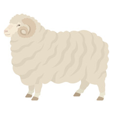 Merino sheep Ram Farm animals Flat vector illustration Isolated object