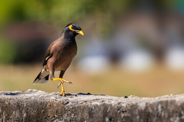 Birds or Acridotheres walk on concrete fences.