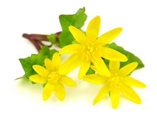 Ficaria Verna (Ranunculus Ficaria L.) Medicinal Herb Flower Plant commonly known as Lesser Celandine, Pilewort or Fig Buttercup. Isolated on White.